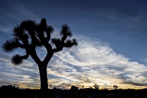 Joshua Tree Sunset 3 | Wanderlight Photography