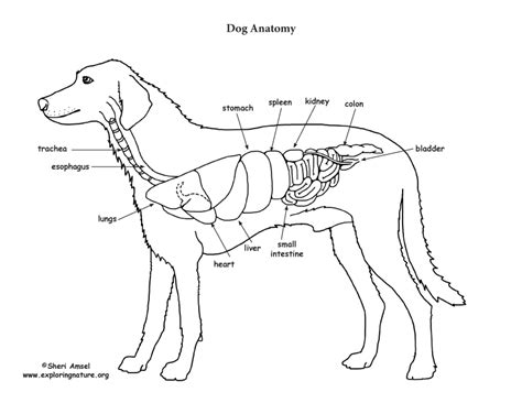 Dog Anatomy Diagram Organs