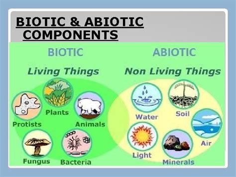 Biotic