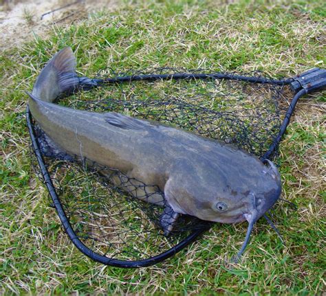 5 baits that are guaranteed to catch catfish in rivers - Go Fishing ...