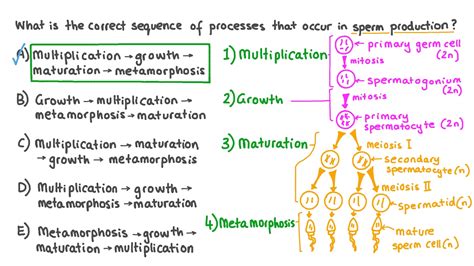 Question Video: Describing the Correct Sequence of Stages in ...