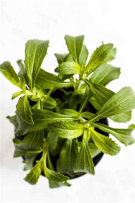 Change Your Life With Stevia Plant