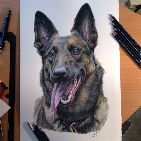 Belgian Malinois Color Pencil Drawing by AtomiccircuS on DeviantArt