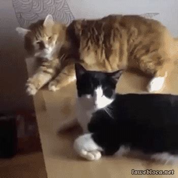 10 Gifs Of Cat Fails That Are Too Hilarious Not To Share Cat Pictures ...