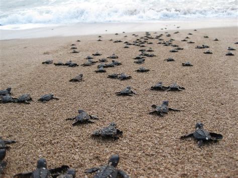 Leatherback Sea Turtle Hatchlings