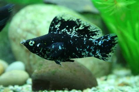 Black Molly Care Guide (Diet, Tank & Breeding) | Fishkeeping Advice