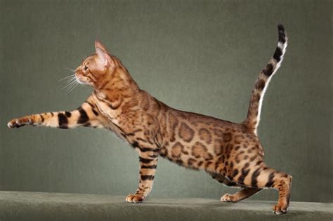 18 Exotic Breeds Of House Cat