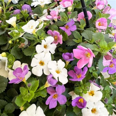 Bacopa Mixed Hanging Basket