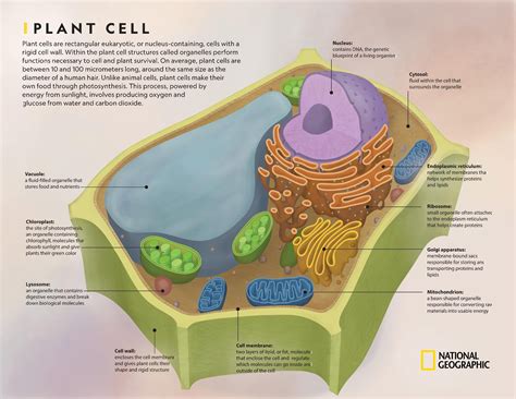 Comparing Plant and Animal Cells | National Geographic Society