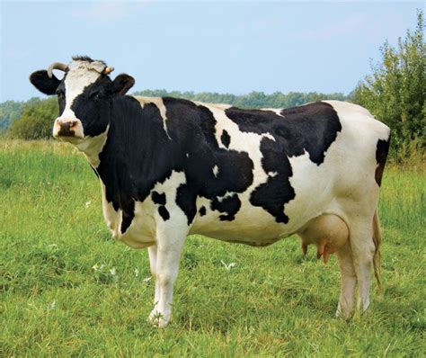 Holstein Friesian Bull