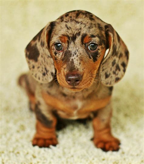 69+ Miniature Dachshund Puppies Dapple Image - Bleumoonproductions