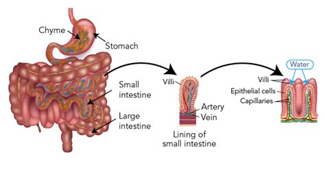 Describe 2 Examples Where Osmosis Is Used in Living Things