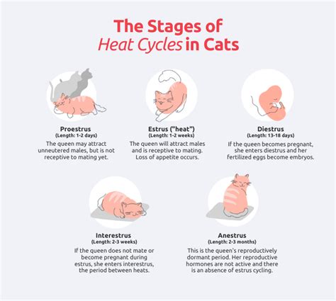 How Long Are Cats In Heat?