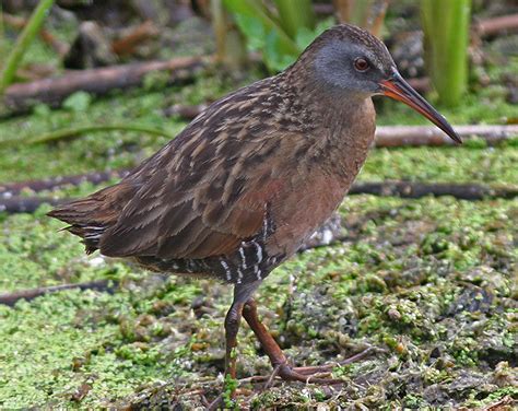 Virginia Rail : Minnesota Breeding Bird Atlas