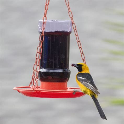 Perky-Pet Oriole Jelly Feeder