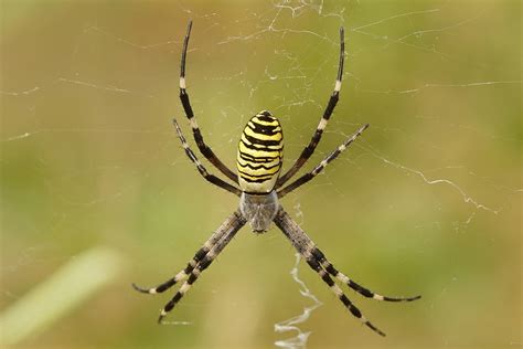 Common Garden Orb Weaver Spider Bite | Fasci Garden