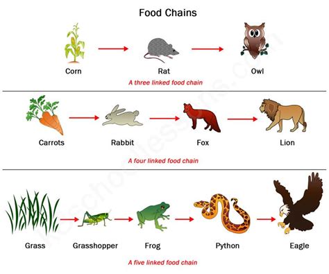 Food Chain Example Easy - CARDINVITATIONJUI