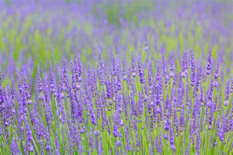 Lavender 'Hidcote' | ubicaciondepersonas.cdmx.gob.mx