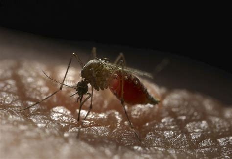 Mosquitoes Engineered to Repel Dengue Virus