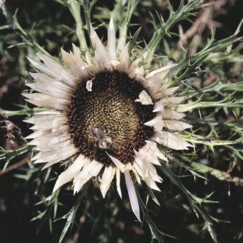 CARLINA ACAULIS - Houtmeyers Plantencentrum en Boomkwekerij Laakdal