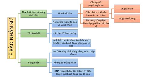 [Sách mới] Sơ đồ tư duy Sinh 10 Bài 7 Kết nối TT: Tế bào nhân sơ