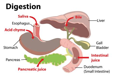 In mammals, the digestion of starch starts from a) Mouthb) Stomachc ...