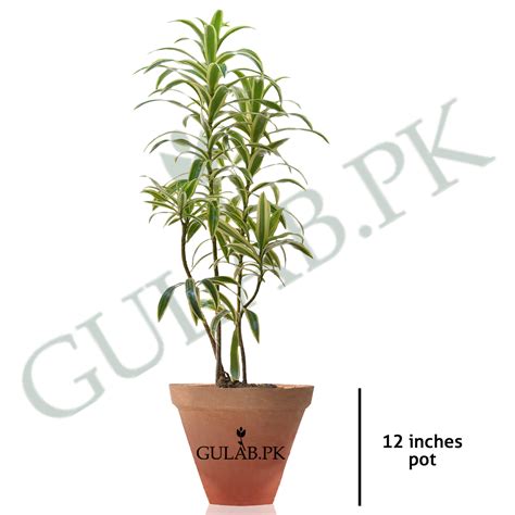 Song of India | Indoor Plants | Online plant nursery | Gulab.pk