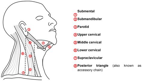 Cervical Lymph Node Structure