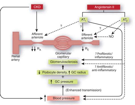 Angiotensin II type 2 receptor in chronic kidney disease: the good side ...