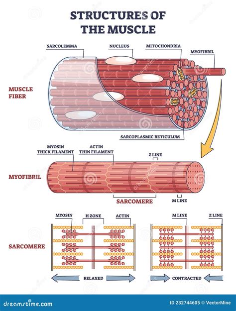 Structures of Muscle with Fiber, Myofibril and Sarcomere Outline ...