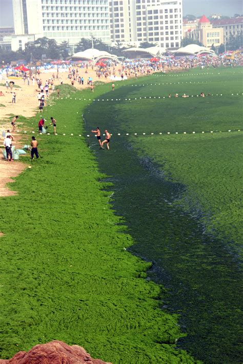 These Disturbing Photos Show Why Algae Blooms Are A Growing Global ...