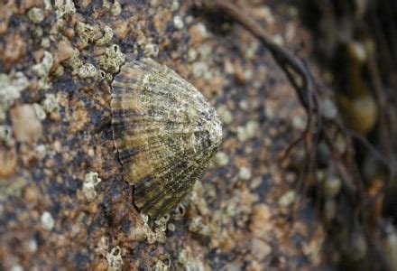 Limpet l Unbelievably Powerful Grip - Our Breathing Planet