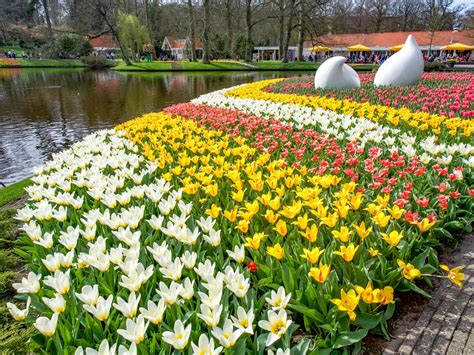 Keukenhof Gardens Tour | Fasci Garden