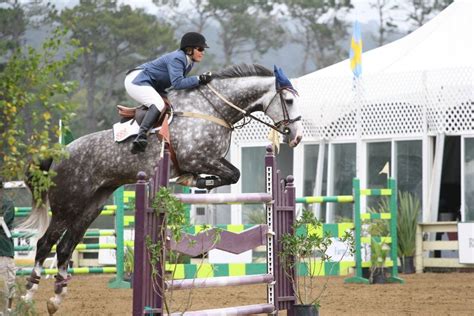 Dutch Warmblood Dapple Grey Horse Jumping