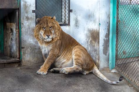 LIGER Panthera: 18 Astonishing Liger Facts - Fact Animal