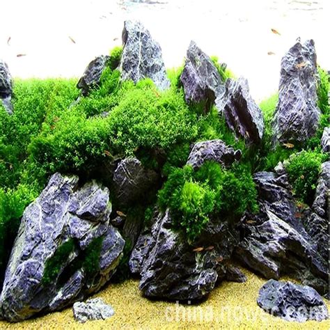 Wholesale Natural Seiryu Stone Aquarium Rocks for Landscape Pond Garden ...