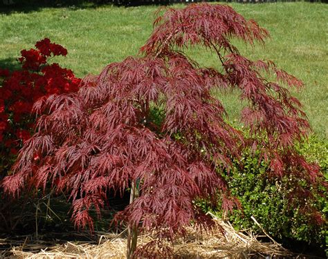 Learn to Grow the Brilliant Crimson Queen Japanese Maple | Japanese ...