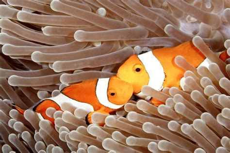 Clownfish Breeding Guide (Everything You Need to Know) - Avid Aquarist