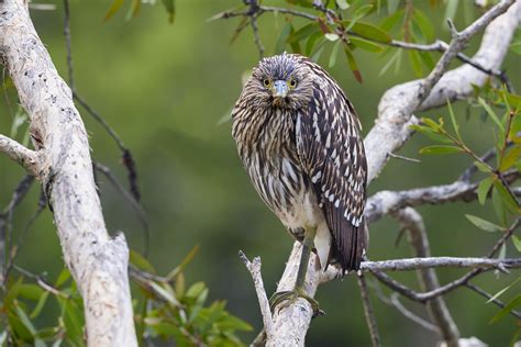 Nankeen Night Heron | Nankeen Night Heron - Juvenile Warning… | Flickr