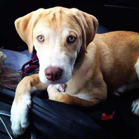 Weimaraner mix. | Weimaraner, Labrador retriever, Pup