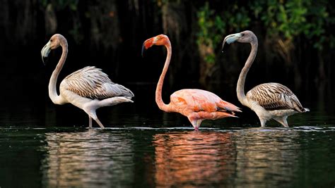 Flamingos from Hurricane Idalia found as far away as Wisconsin