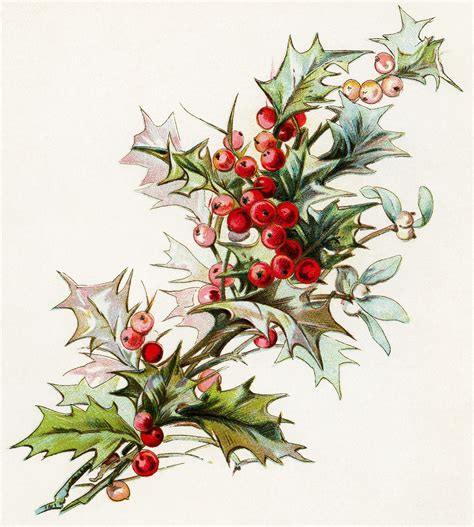 holly berries clip art, christmas greenery, holiday botanical image ...