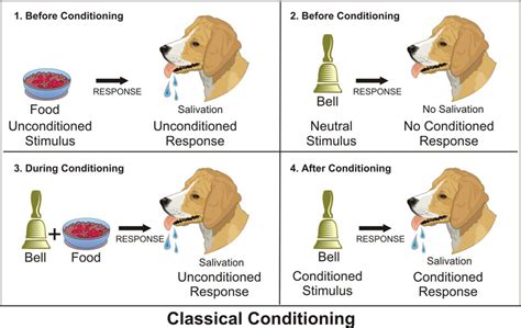 Conditioning, Classical; Reflex, Conditioned