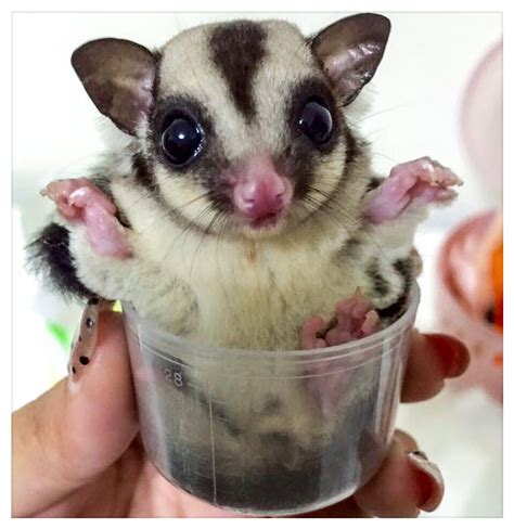 Sugar Glider Pet Care | Pets Animals US