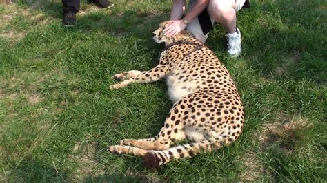 Cheetah Purring - YouTube