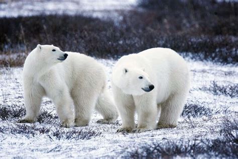 Polar Bears Greenland Map