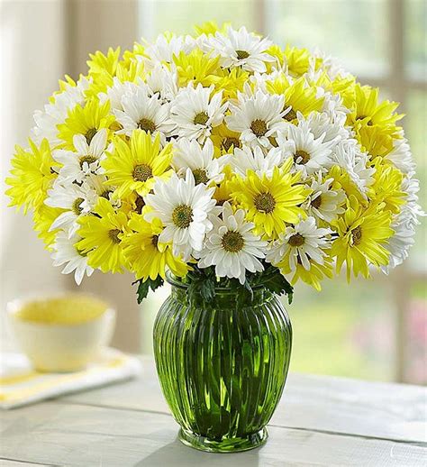 Yellow & White Daisy Bouquet | 1800Flowers.com - 144758