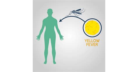 Yellow Fever: Symptoms, Causes, Prevention and Treatments