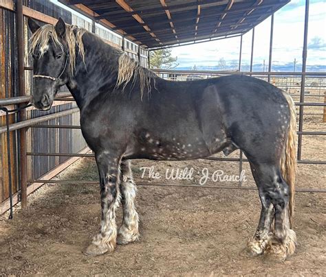 Silver Dapple Friesian Sport Stallion