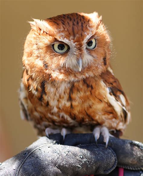 The Gorgeous Princess...: >> Do you find owls cute?? Check this out!